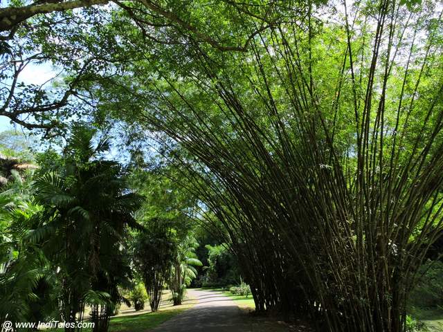 Bamboo Trees at Royal Botanical Gardens