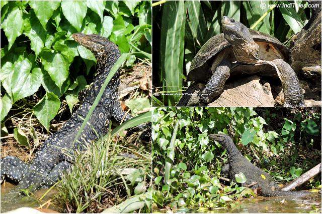 Water Monitor & Turtle on Mahaweli River