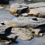 Shivalinga's carved on rocks in Shalmala river at Sahasralinga, Sirsi