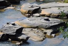 Shivalinga's carved on rocks in Shalmala river at Sahasralinga, Sirsi