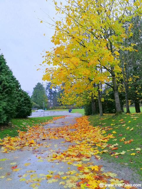 Stanley Park - Fall Colors in full bloom