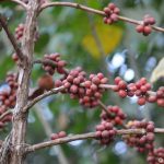 Coffee Beans at Coffee Plantation in Coorg