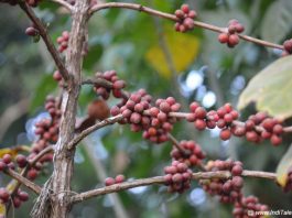 Coffee Beans at Coffee Plantation in Coorg