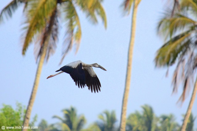 Asian Openbill Stork in flight