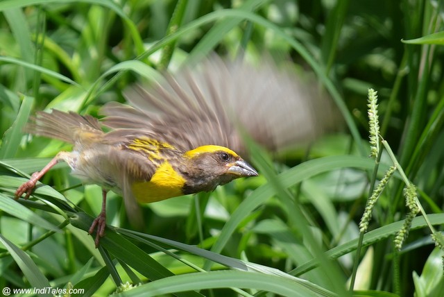 Baya Weaver, Birding in Goa