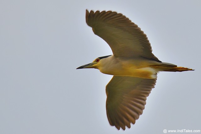 Black-crowned Night Heron in flight