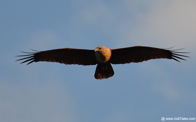 Brahminy Kite in flight