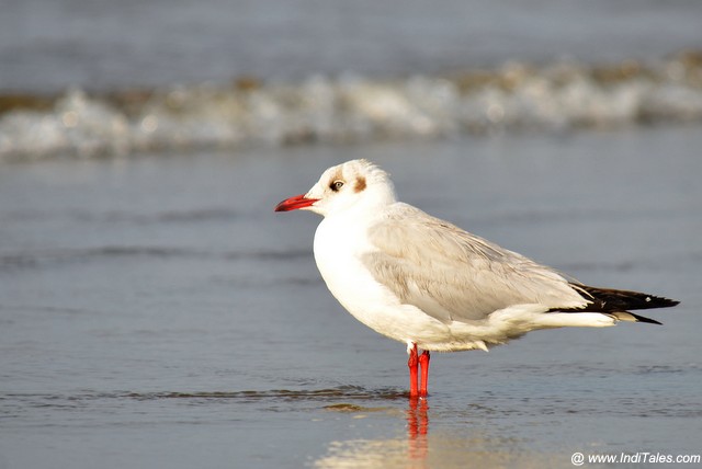 Brown-headed Gull at a beach, migratory birds of Goa