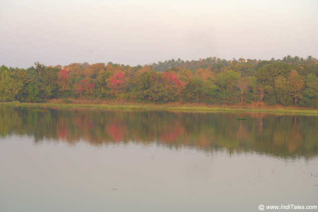 Carambolim Lake Goa