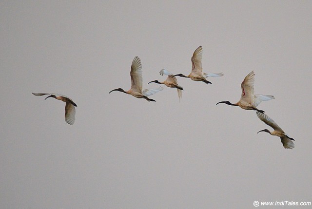 A flock of Black-headed Ibis in flight, Birding in Goa