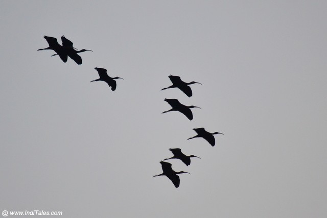 A flock of Glossy Ibis in flight