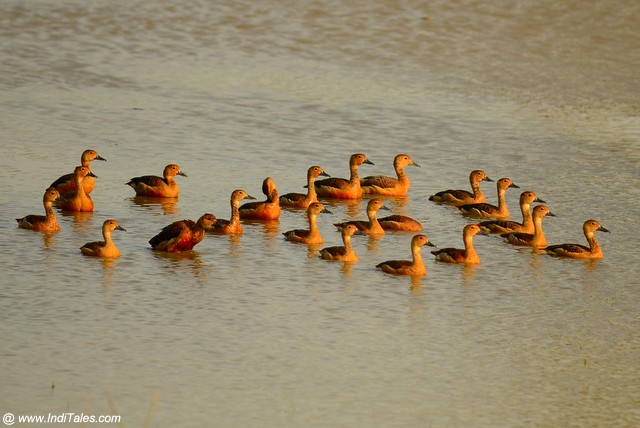 A flock of Lesser Whistling Ducks