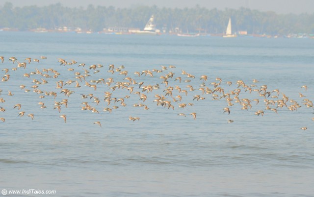 A flock of Sandplovers in flight, Miramar beach