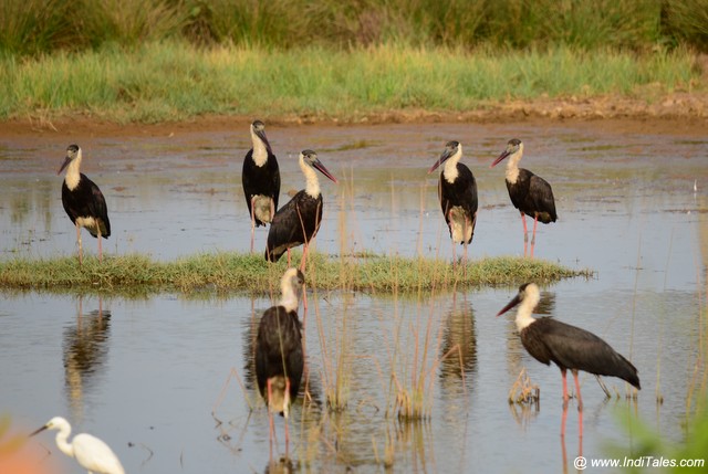 A flock of Wooly-necked Storks, Migratory Birds of Goa