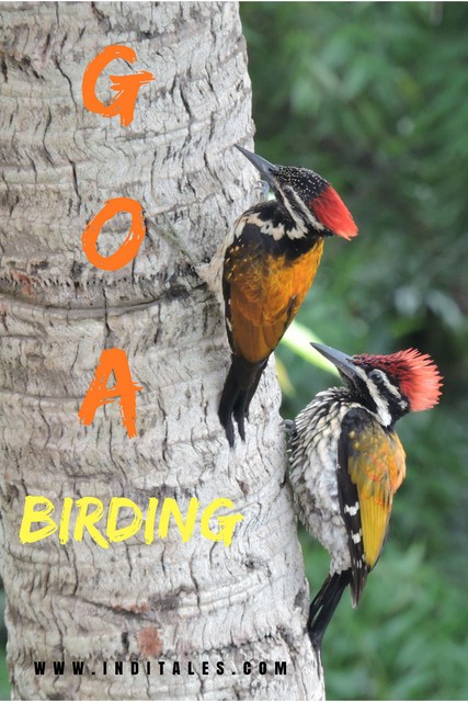 A pair of Black-rumped Flameback Woodpeckers on a coconut tree