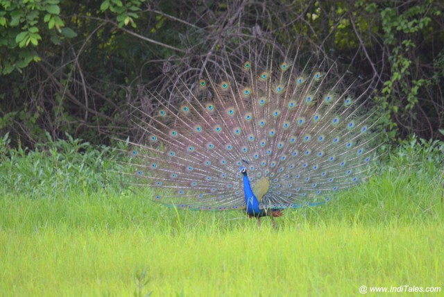 Indian Peafowl Male