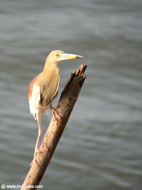 Indian Pond Heron