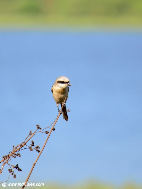 Long-tailed Shrike