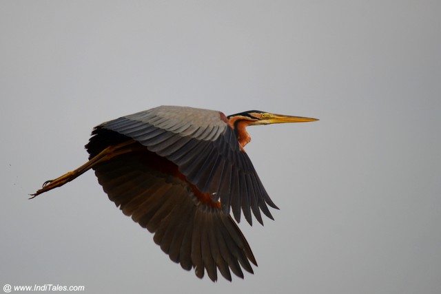 Purple Heron in flight