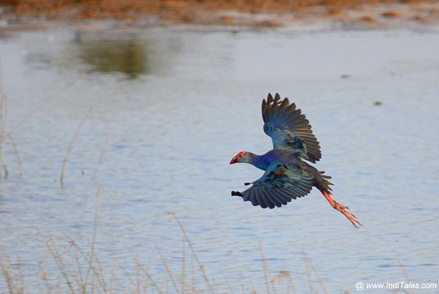 Purple Swamphen in flight