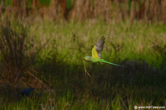 Rose-ringed Parakeet in flight