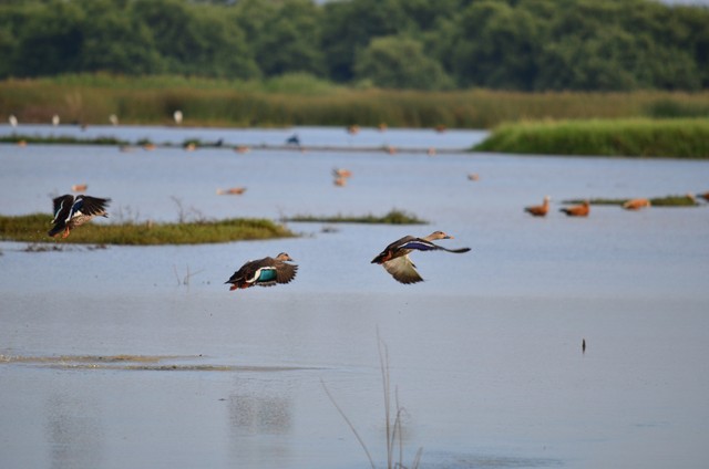 Ruddy Shelducks in flight