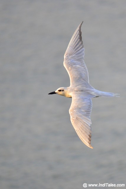 Slender-billed Gull in flight over Mandovi river backwaters