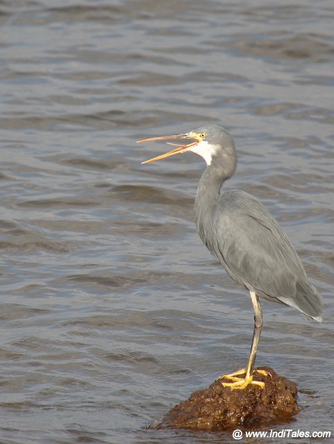 Western-Reef Heron