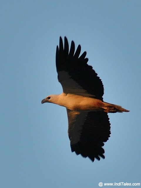 White-bellied Sea Eagle in-flight, Birding in Goa