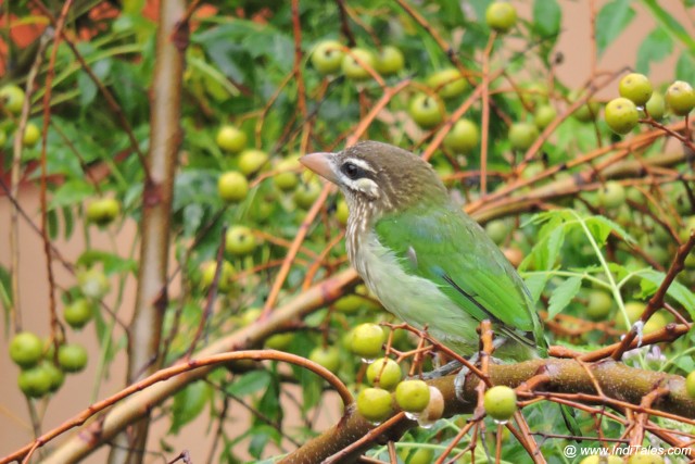 White-cheeked Barbet with plenty of berries around to savor