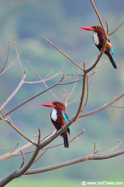 A pair of White-throated Kingfishers, Birding in Goa