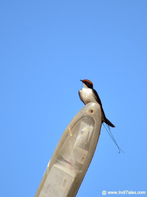 Wire-tailed Swallow