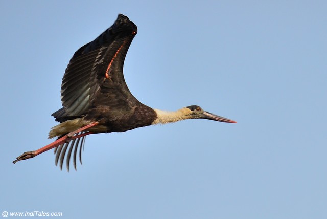 Wooly-necked Stork in flight