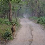 Rajaji National Park Safari Path
