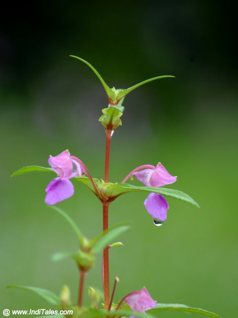 Impatiens Balsamina flowers