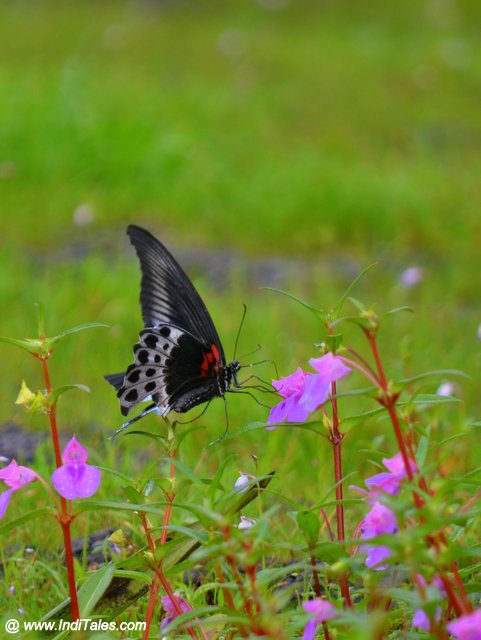 Papilio Polymnestor, the blue Mormon a large swallowtail butterfly