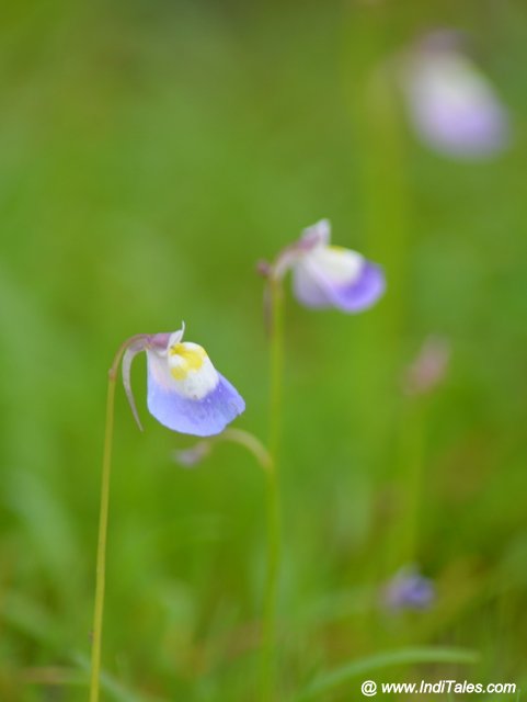 Utricularia Purpurascens flower