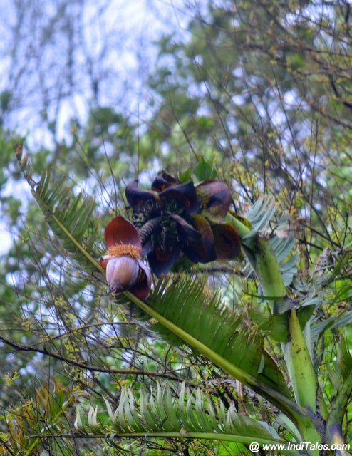 Rock Banana plant flowering on the Chorla Ghat, Goa