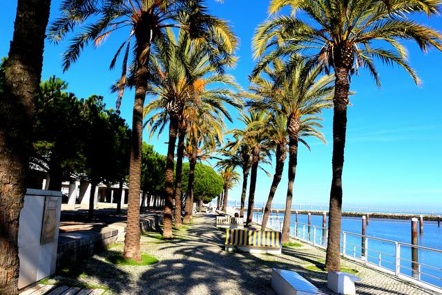 Palm Trees Lisbon