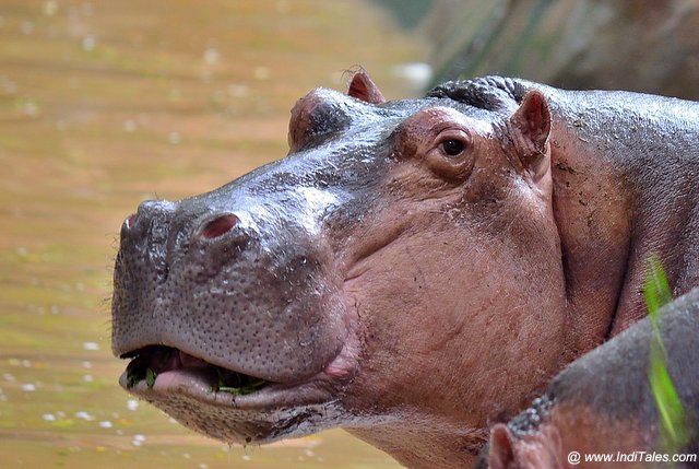 Close-up of a Hippo at Trivandrum Zoo