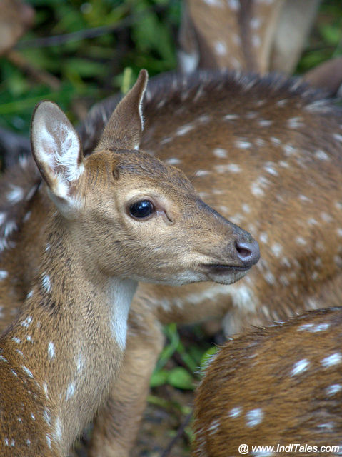 Spotted Deer at the Deer enclosure - Trivandrum Zoo Popular among Tourists