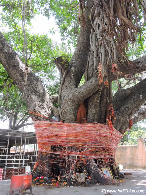 Ancient Banyan Tree - Daksh Mahadev Temple 