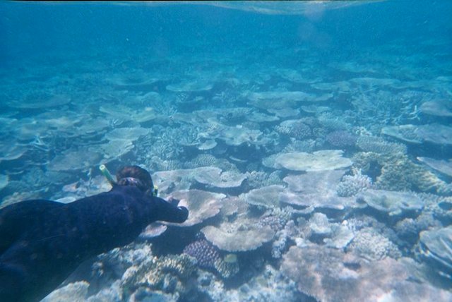 Snorkeling at Great Barrier Reef, North Queensland