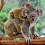 Koala - Mother and Child