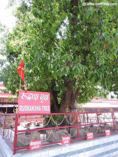 Ancient Rudraksha Tree