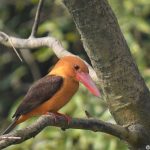 Brown-winged Kingfisher