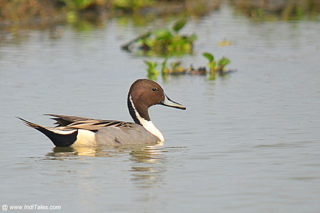 Northern Pintail in the shallow waters, waterbirds of Mangalajodi