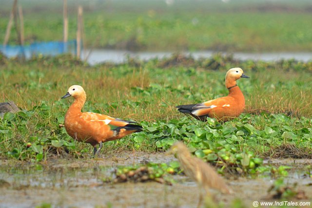 Ruddy Shelducks waterbirds