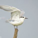 Whiskered Tern about to take-off