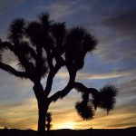 Joshua Tree National Park